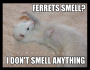 Ferret Parents: 3 Tricks to De-Stink your Ferret and Your Home